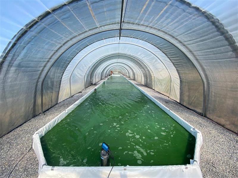 Spiruline d'Aquitaine