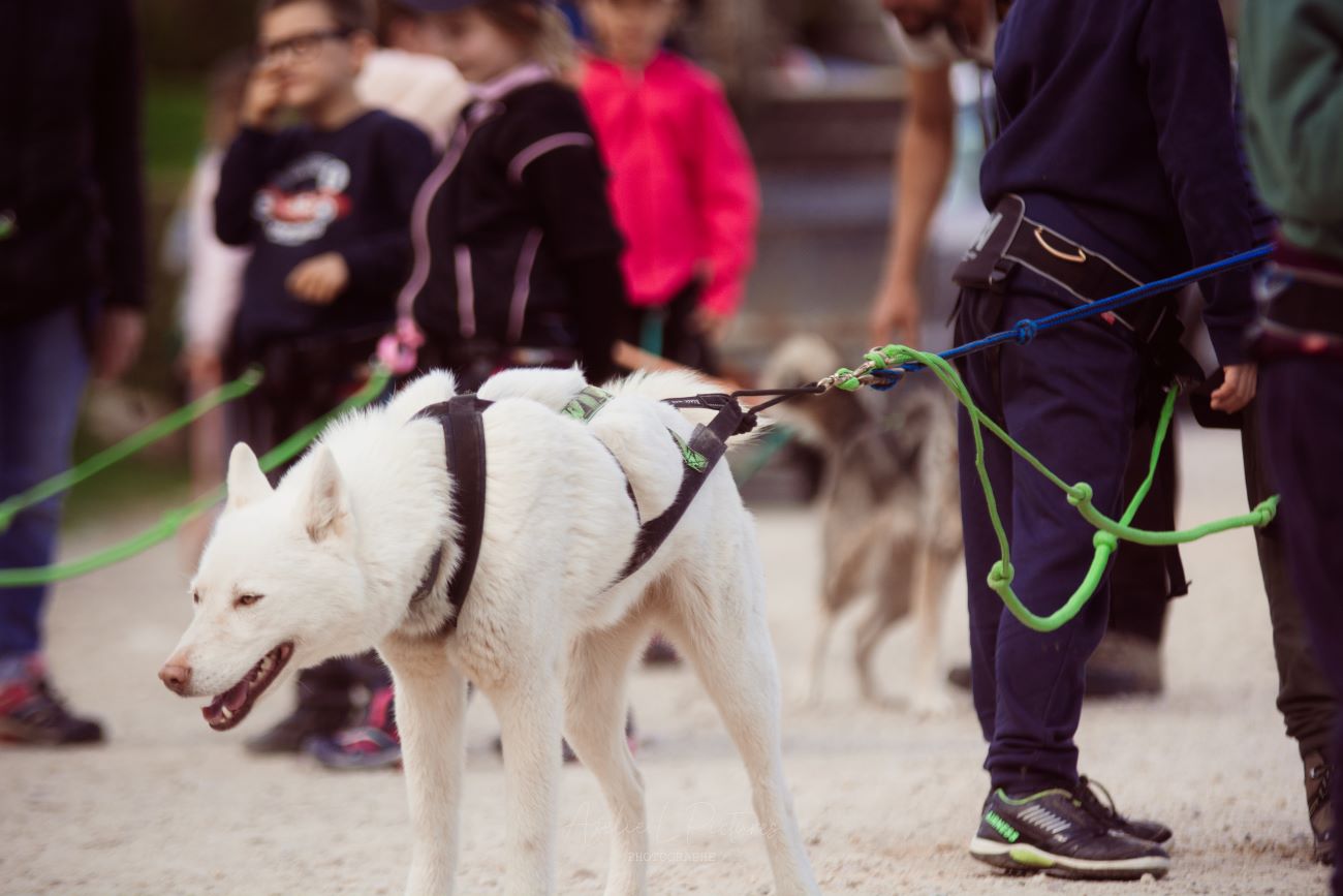 Eté actif - Cani-rando, Mialet - photo 3