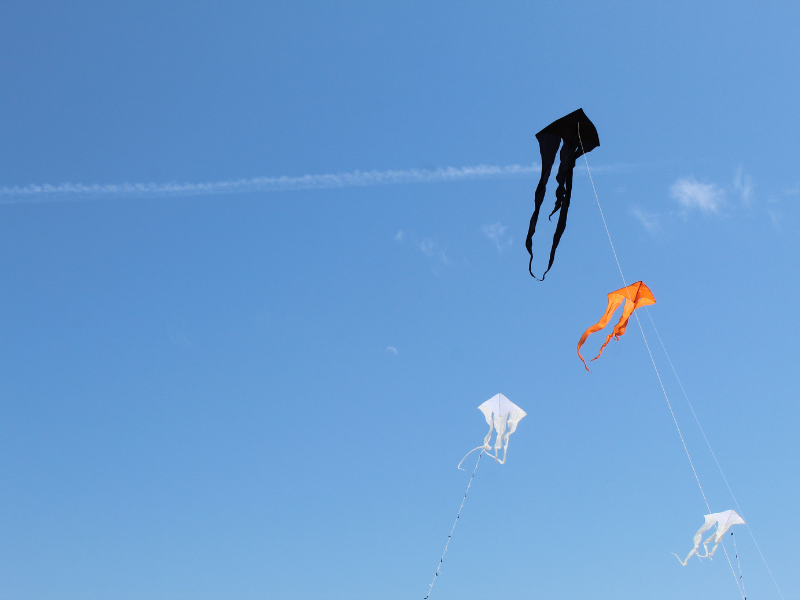 Fête du Vent à Terres d'Oiseaux - photo 3