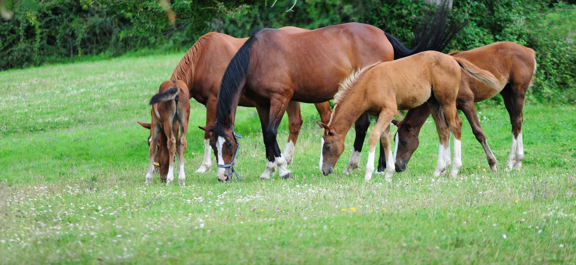 Equitation, poney-club - Haras de Royer - photo 4