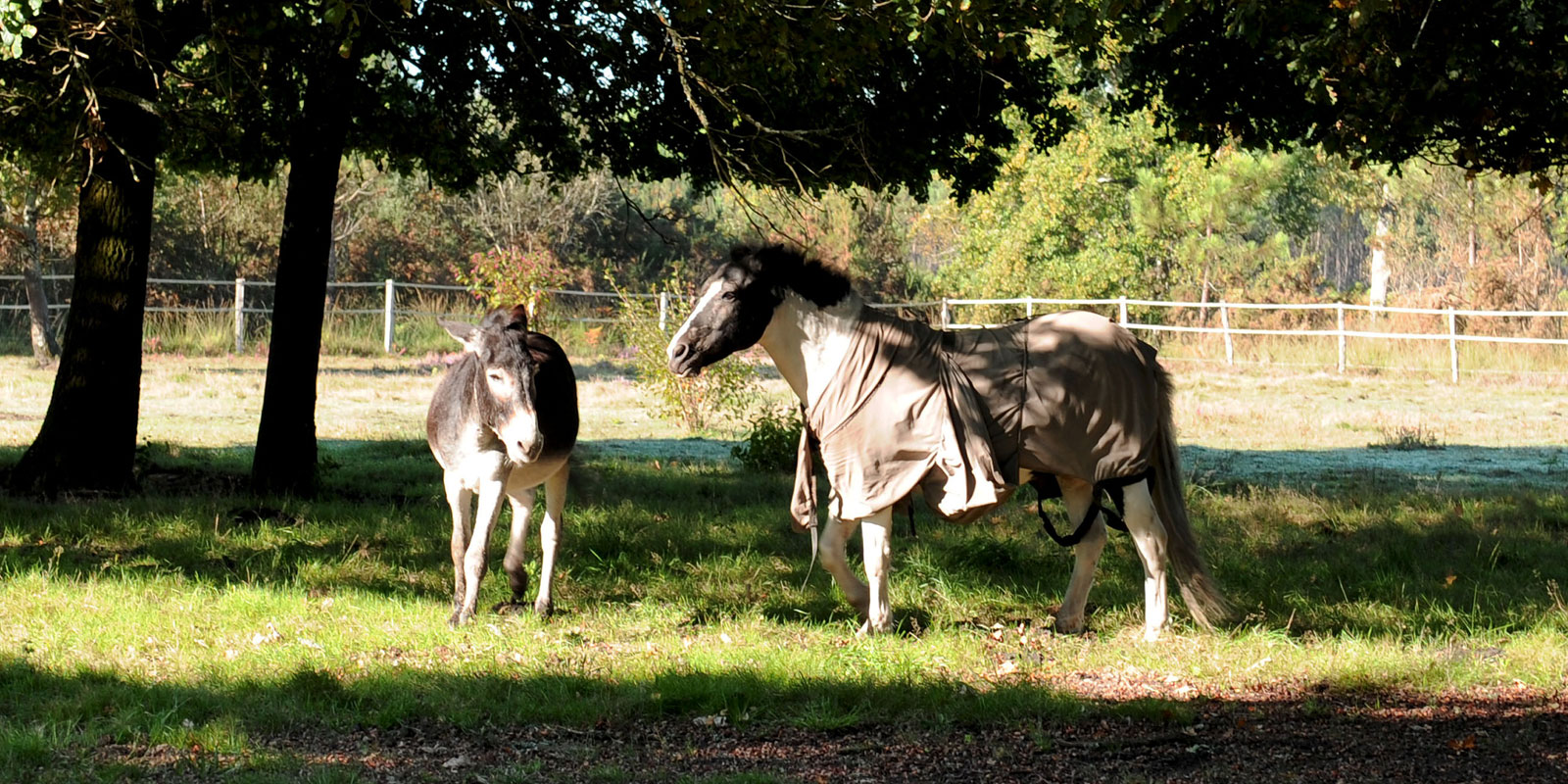 Airial Fabian - Les Cabanes Perchées dans les Landes, Rion-des-Landes - photo 13