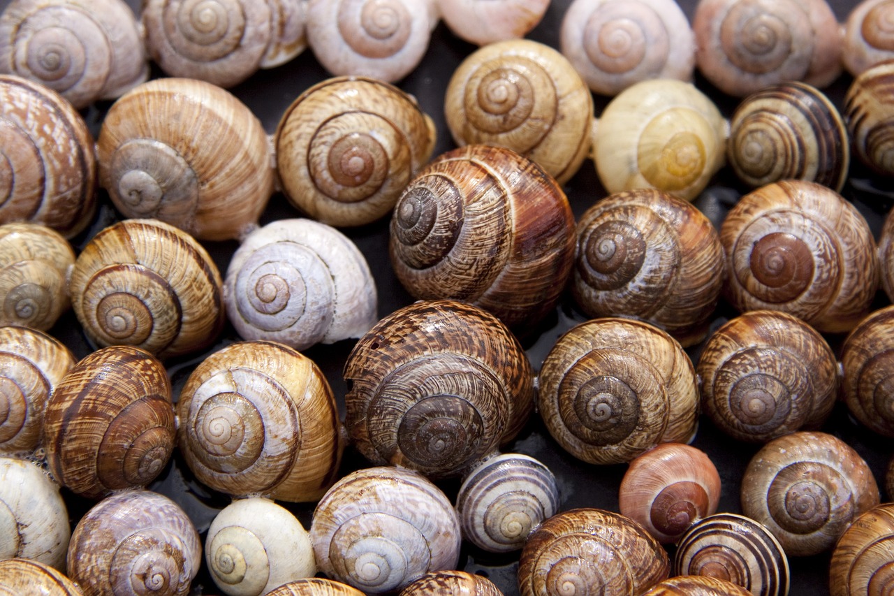 L'Escargoterie du Sorcin