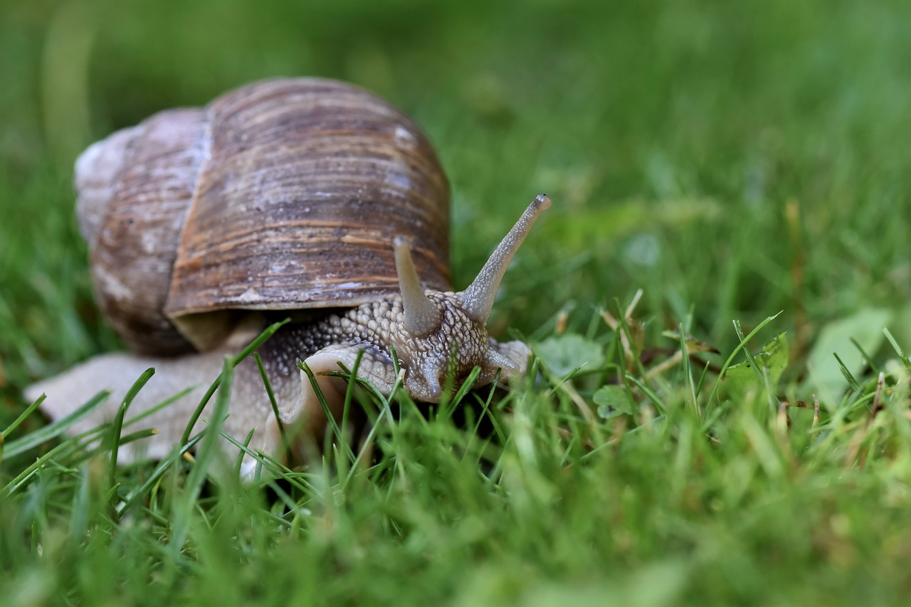Escargots et Compagnie