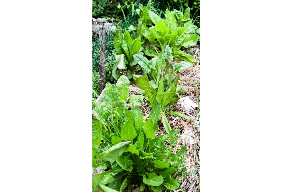 Sobriété Heureuse, Eymet - photo 10