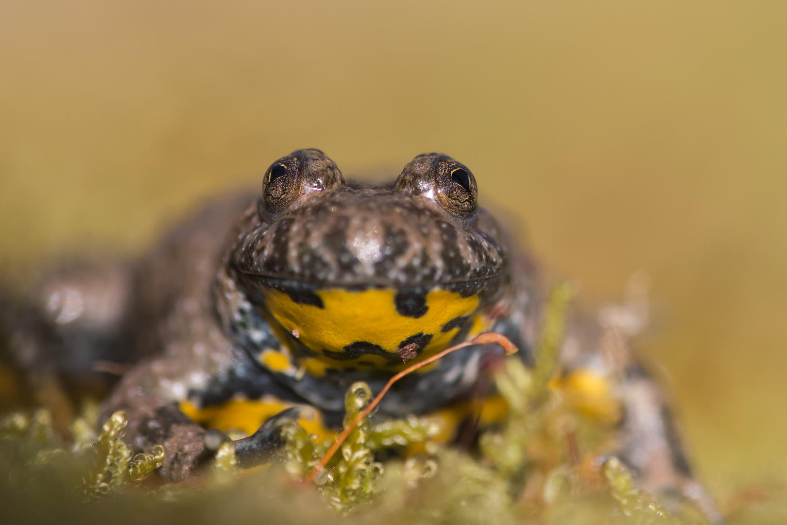 La boucle de bois nègre à Ajat, Ajat - photo 2