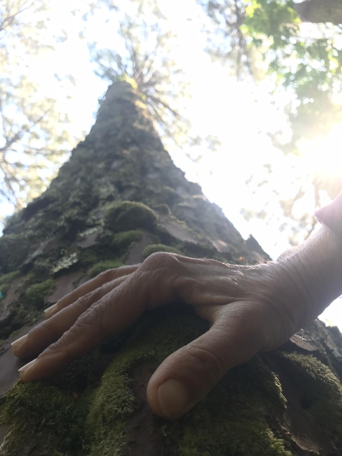 Bain de forêt - photo 4