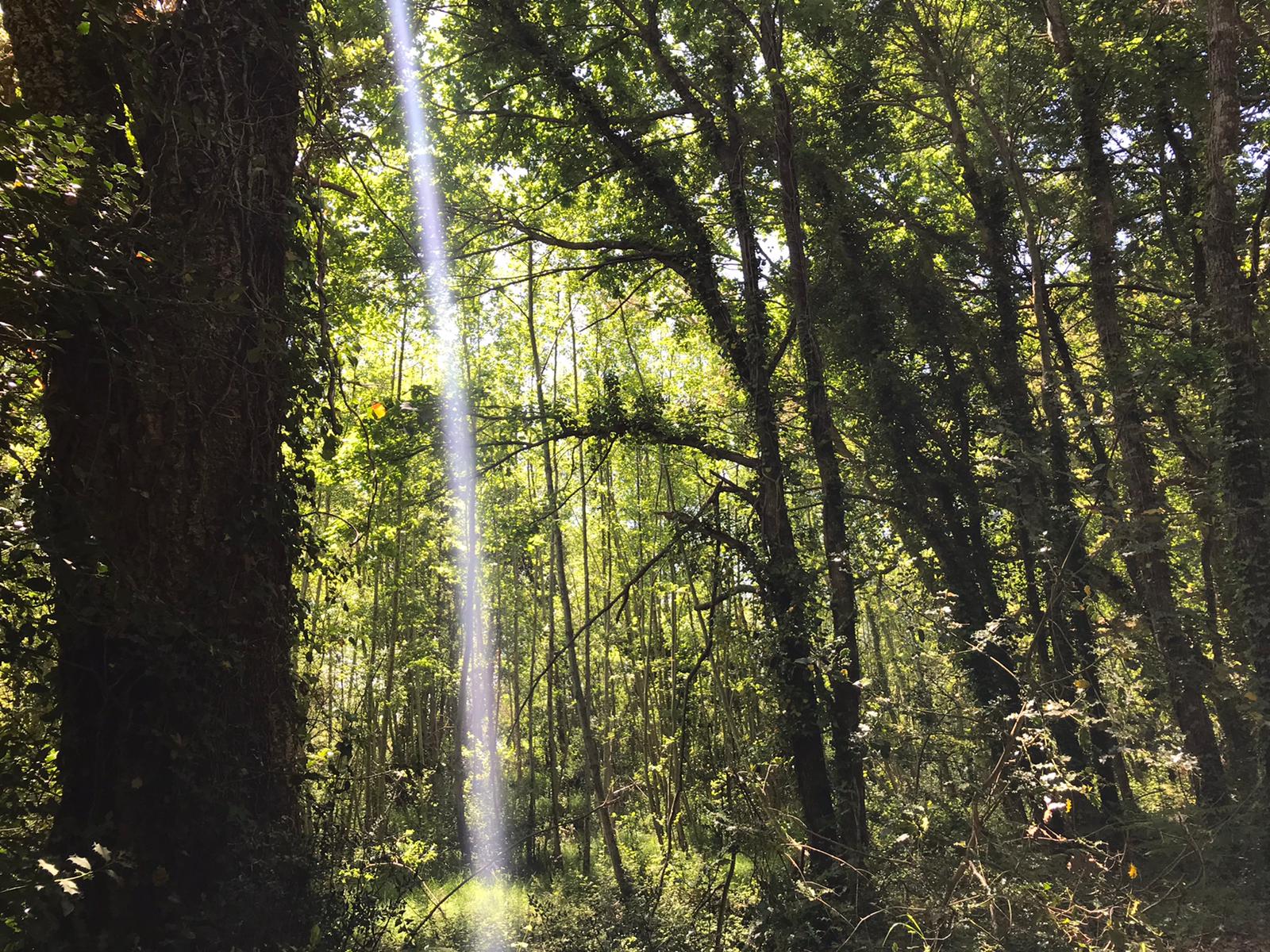 Bain de forêt - photo 3