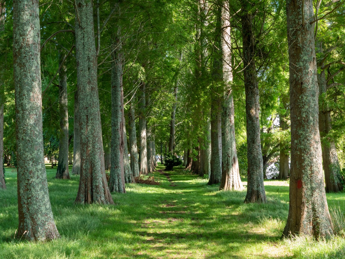 La pointe des vergnes, Soustons - photo 3