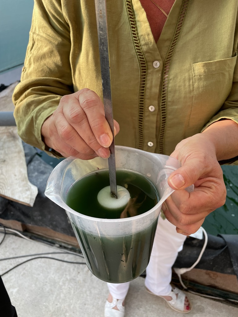 Spiruline de l'Arlequin - photo 5