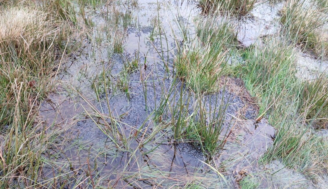 Tourbière des Dauges : les petites bestioles