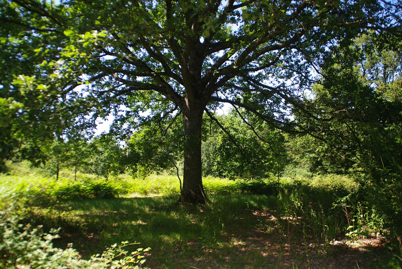 Domaine Chantoiseau - Cabanes La Cap Town et La Maupiti, Saint-Pierre-des-Échaubrognes - photo 9