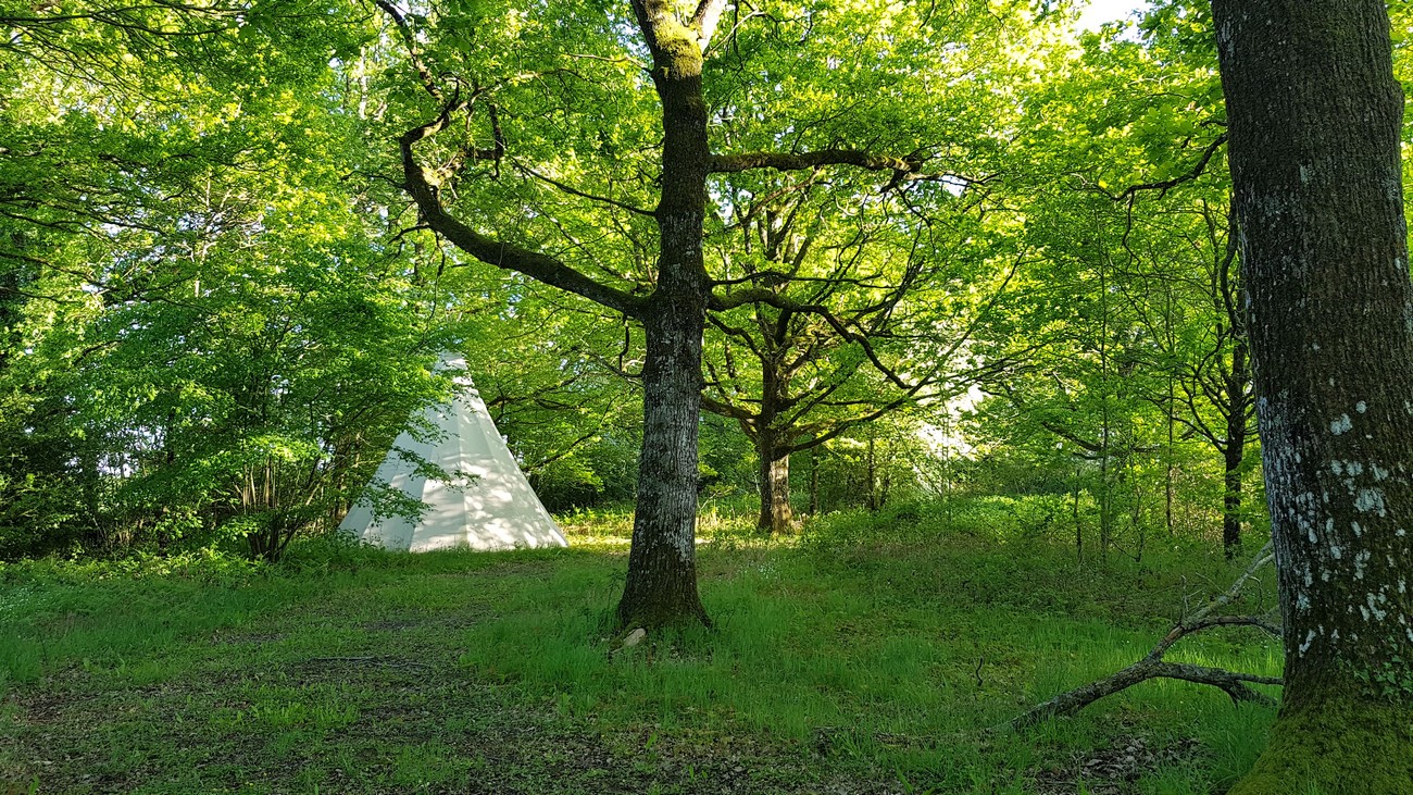 Domaine Chantoiseau - Cabane dans les arbres, Tente trappeur, Tipi, Saint-Pierre-des-Échaubrognes - photo 8