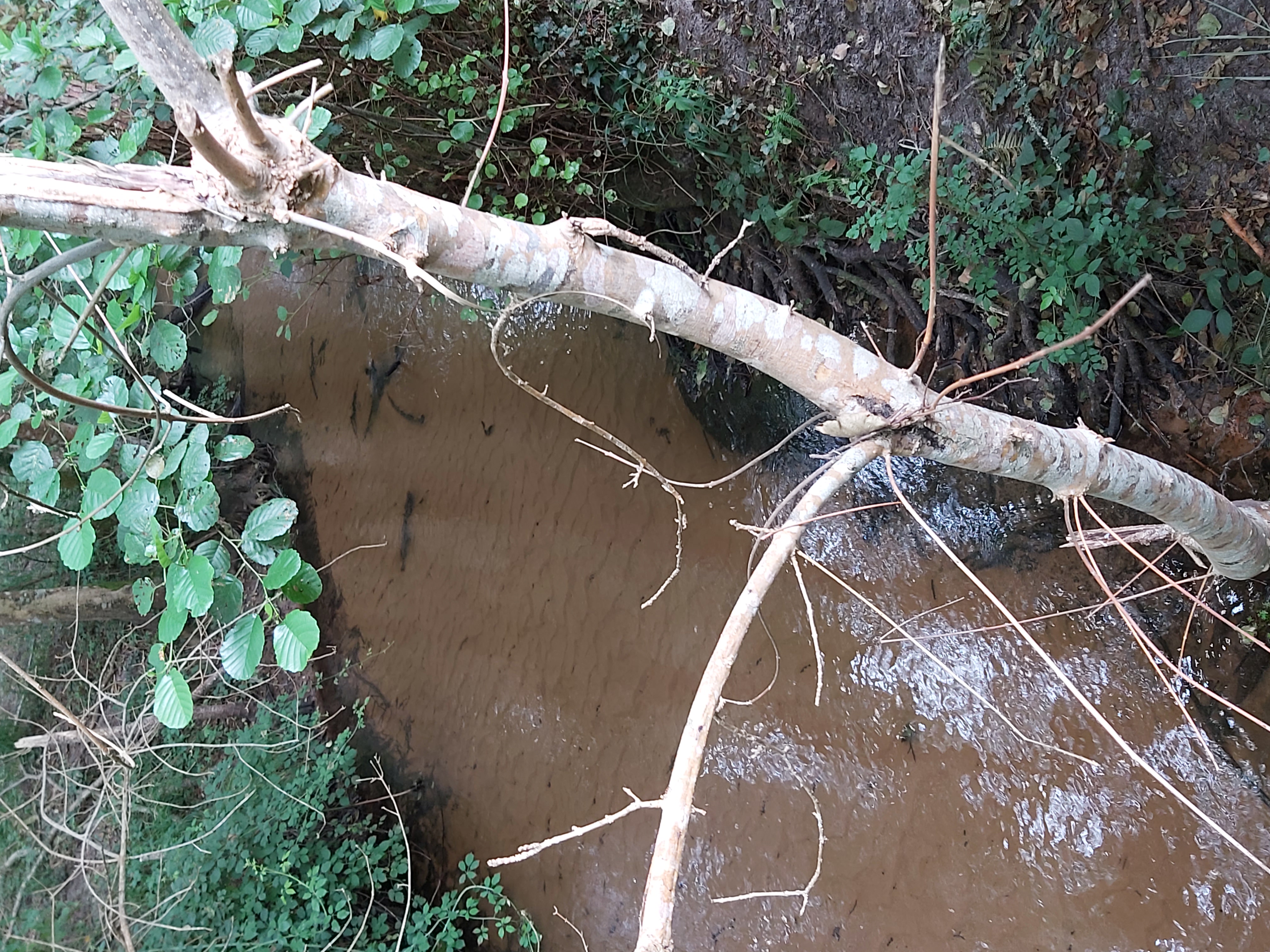 Balades à roulettes - Chalet François Mauriac - Saint-Symphorien, Saint-Symphorien - photo 2
