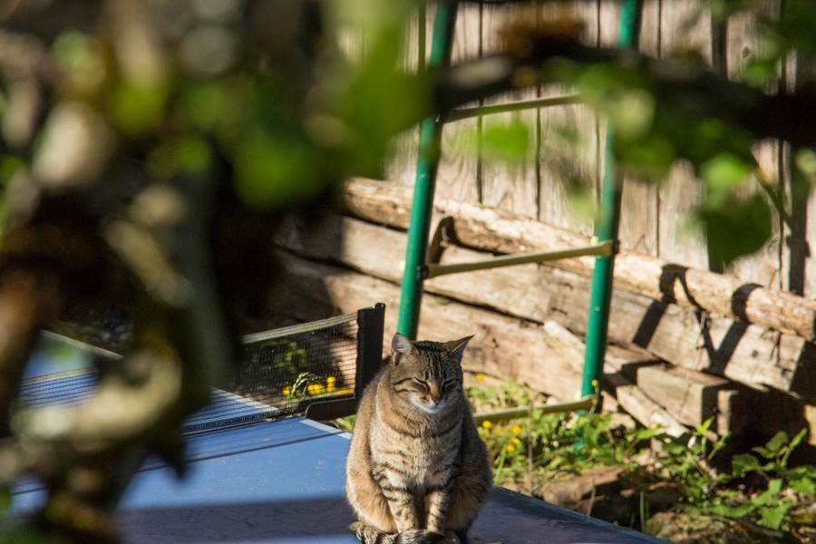 La Maison des Etoiles - Casastelle, Noailhac - photo 13