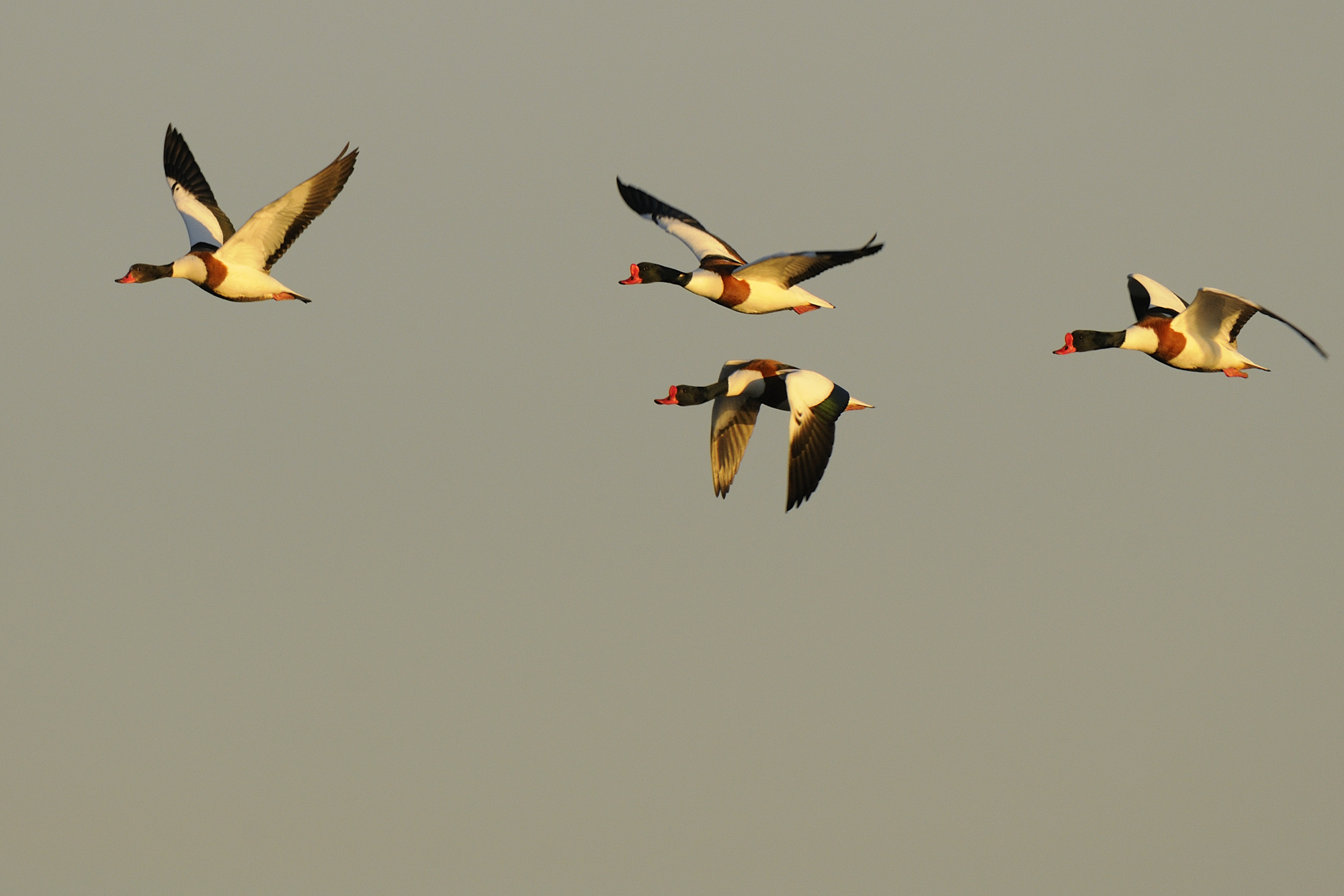 Balade à deux voix : déambulation poétique dans la Réserve ornithologique du Teich