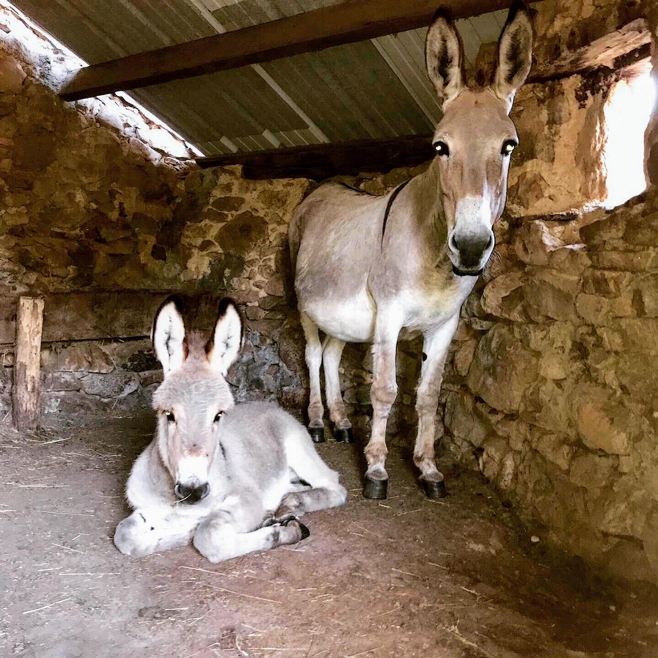La Ferme aux Ânesses - Savons au lait d'ânesse bio — photo 2