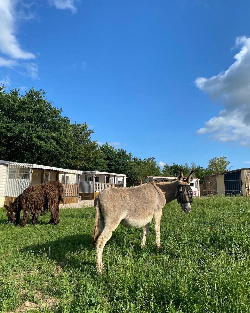 Camping de la Ferme aux Ânesses