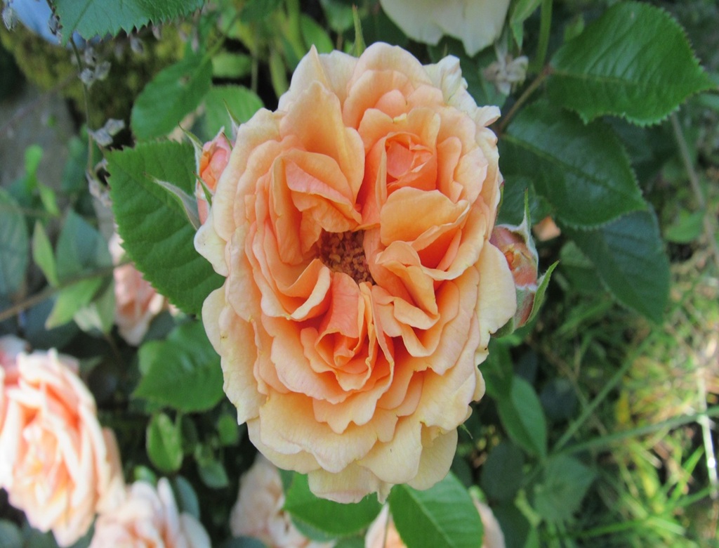 La Petite Fête de la Rose, Vayres - photo 2