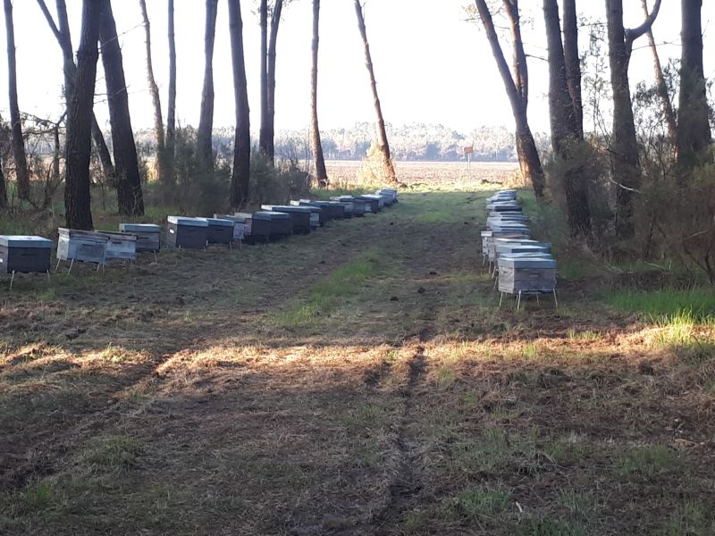Les Ruchers Cameleyre — photo 2