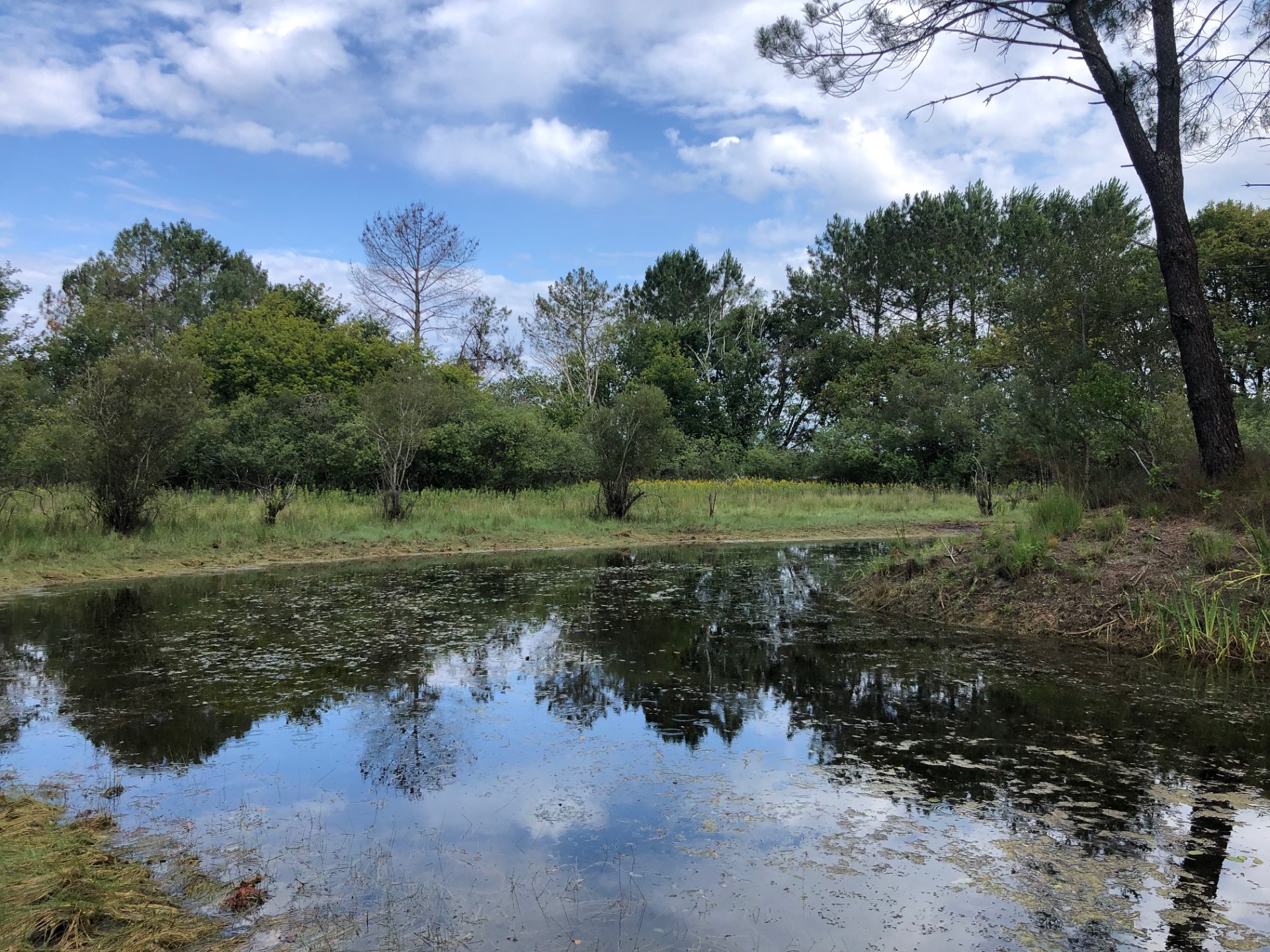Balade nature - Été sur la lagune, Sainte-Eulalie-en-Born - photo 2