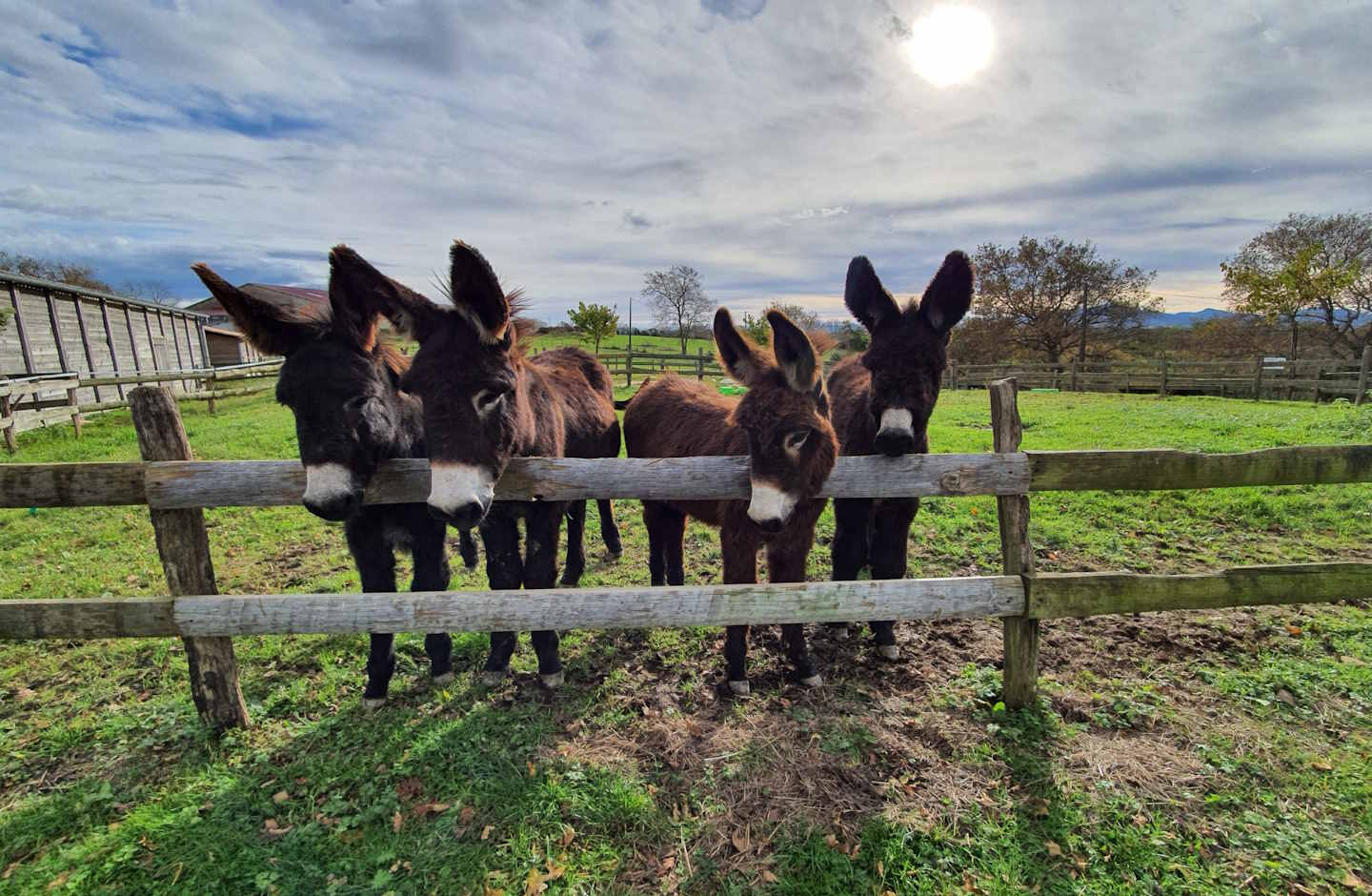 Asinerie de Pierretoun - Ferme Découverte - photo 2