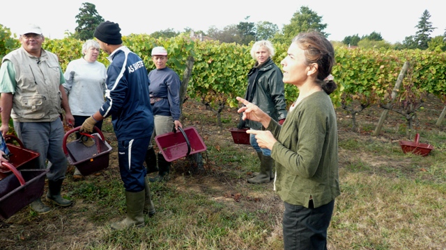 Vignoble Tinon — photo 3