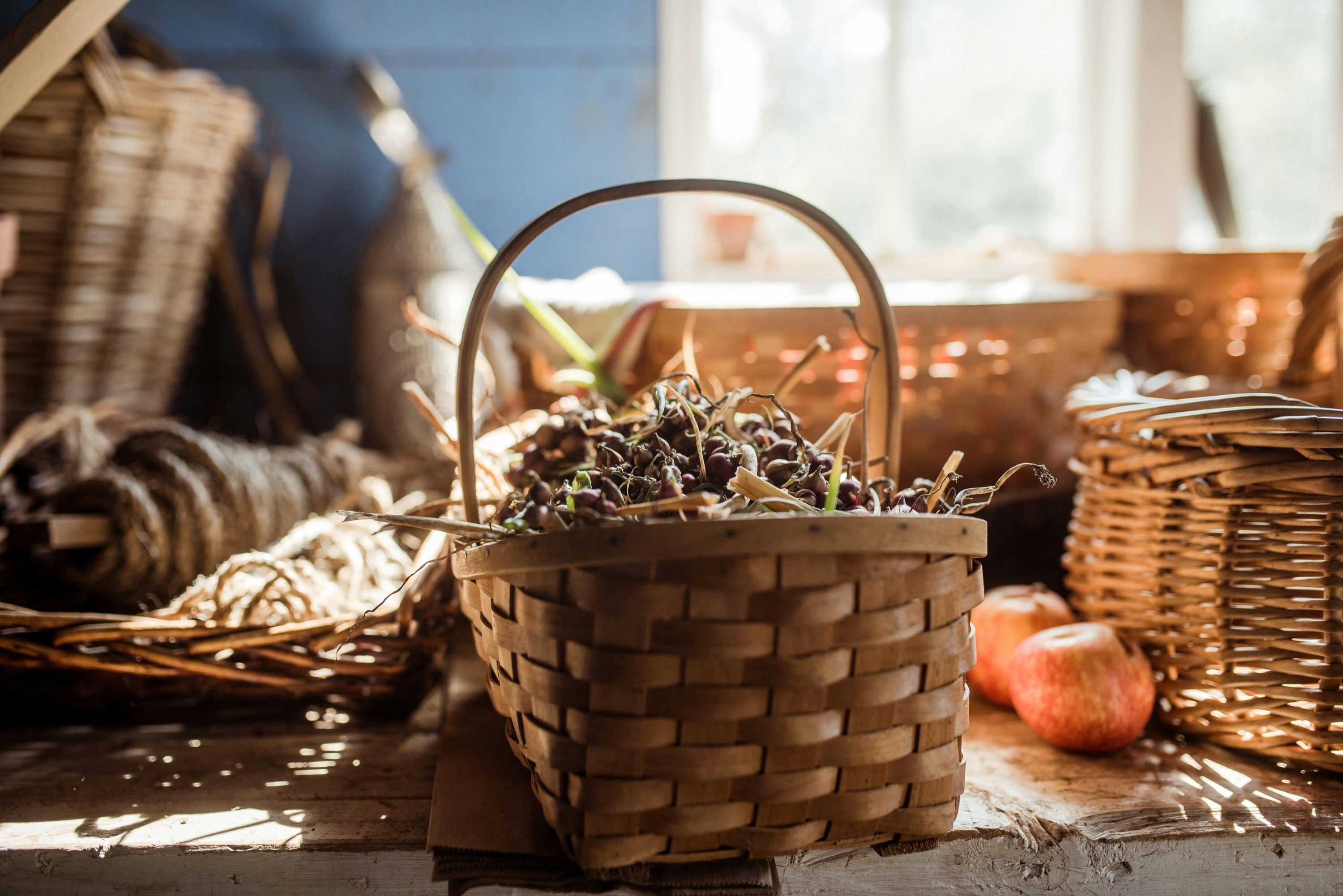 Cueillette et cuisine de plantes sauvages — visuel événement