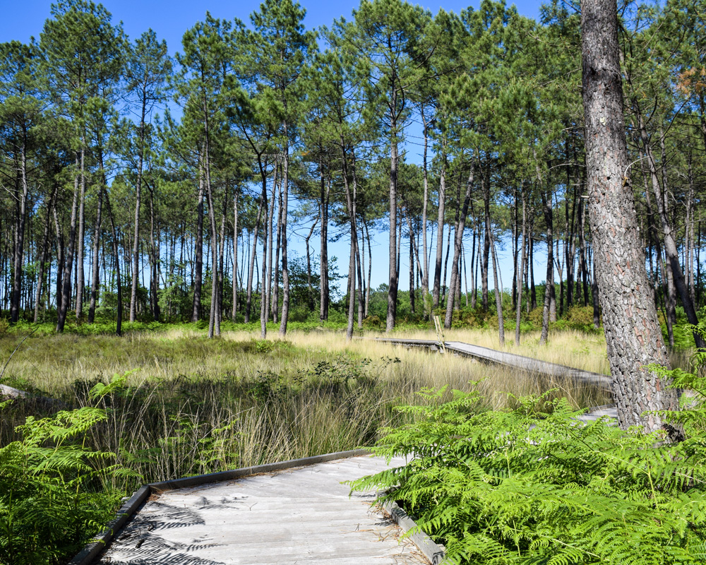 Les tourbières de l'Estanque