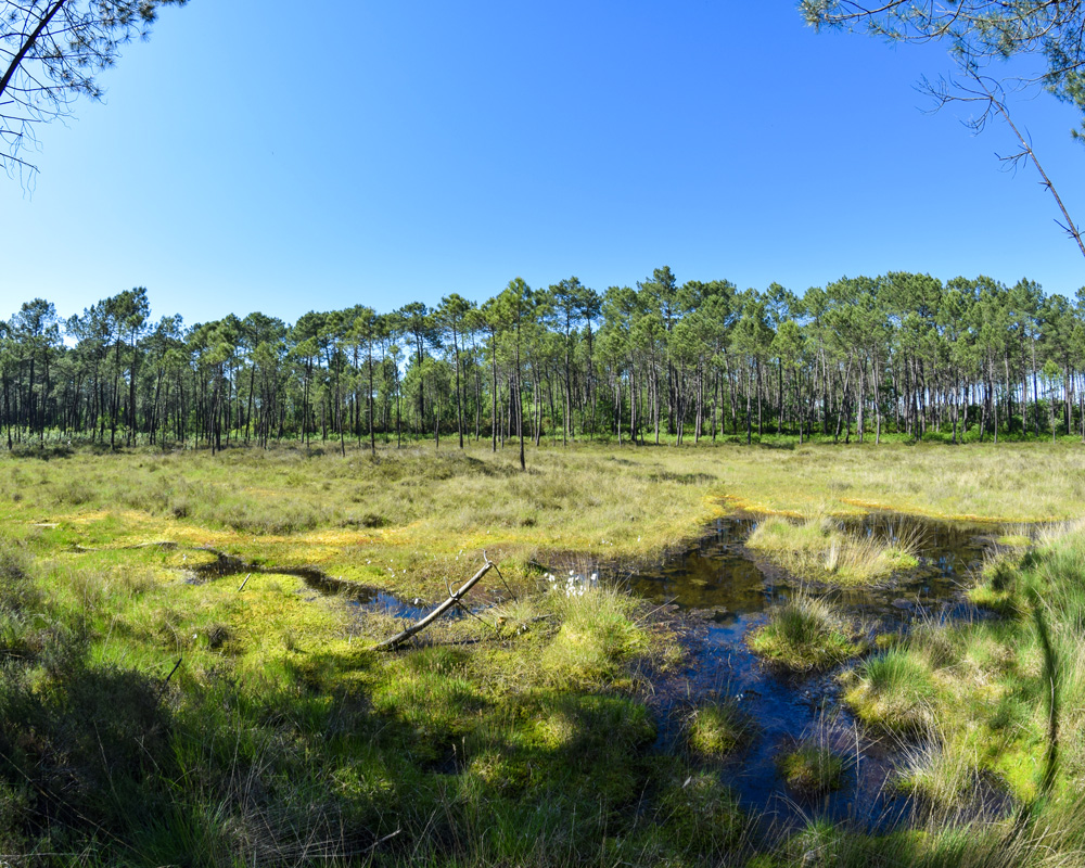 Les tourbières de l'Estanque - photo 2