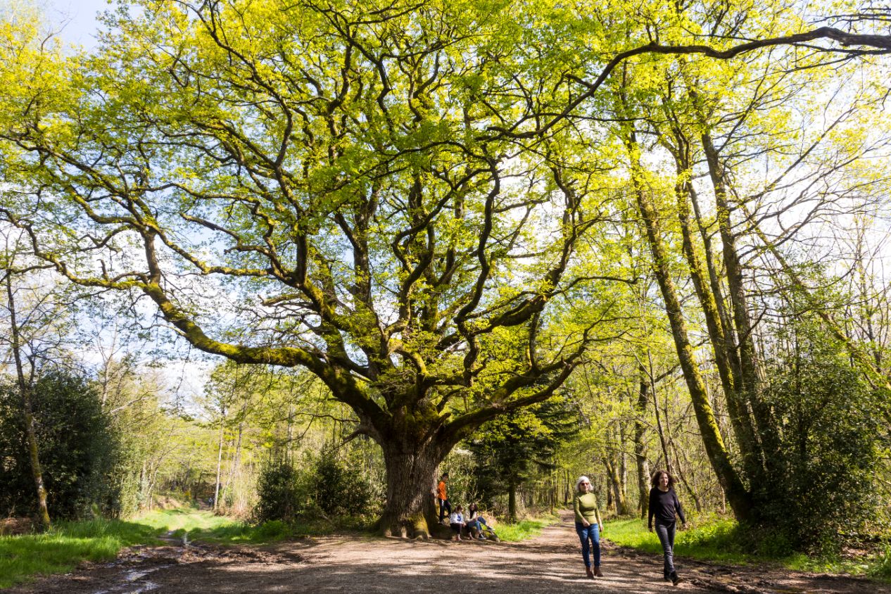Chêne de Bramefan - photo 3