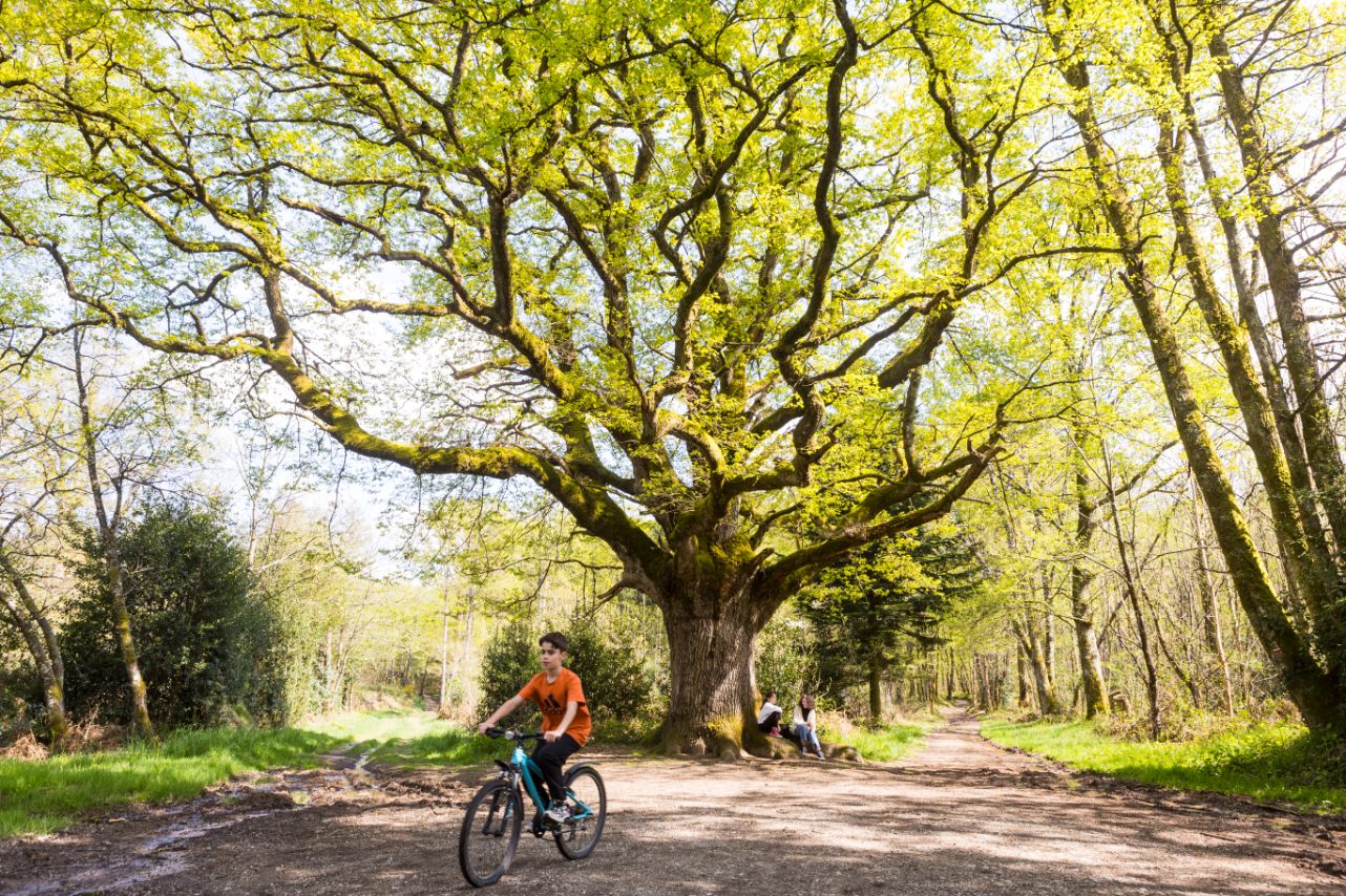 Chêne de Bramefan