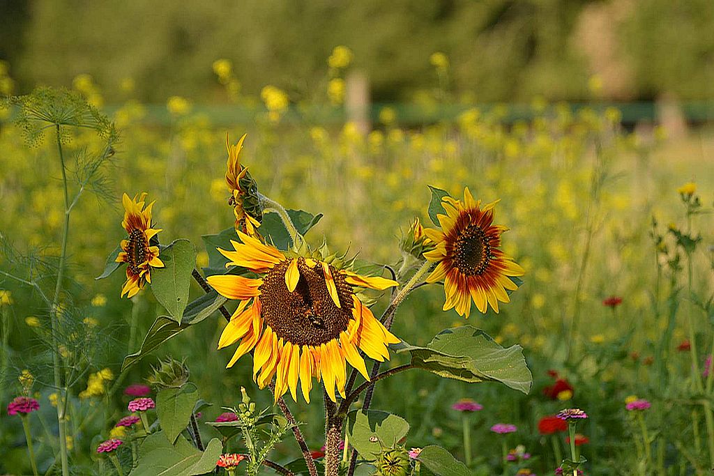 Mielys Sphère, Val de Louyre et Caudeau - photo 4