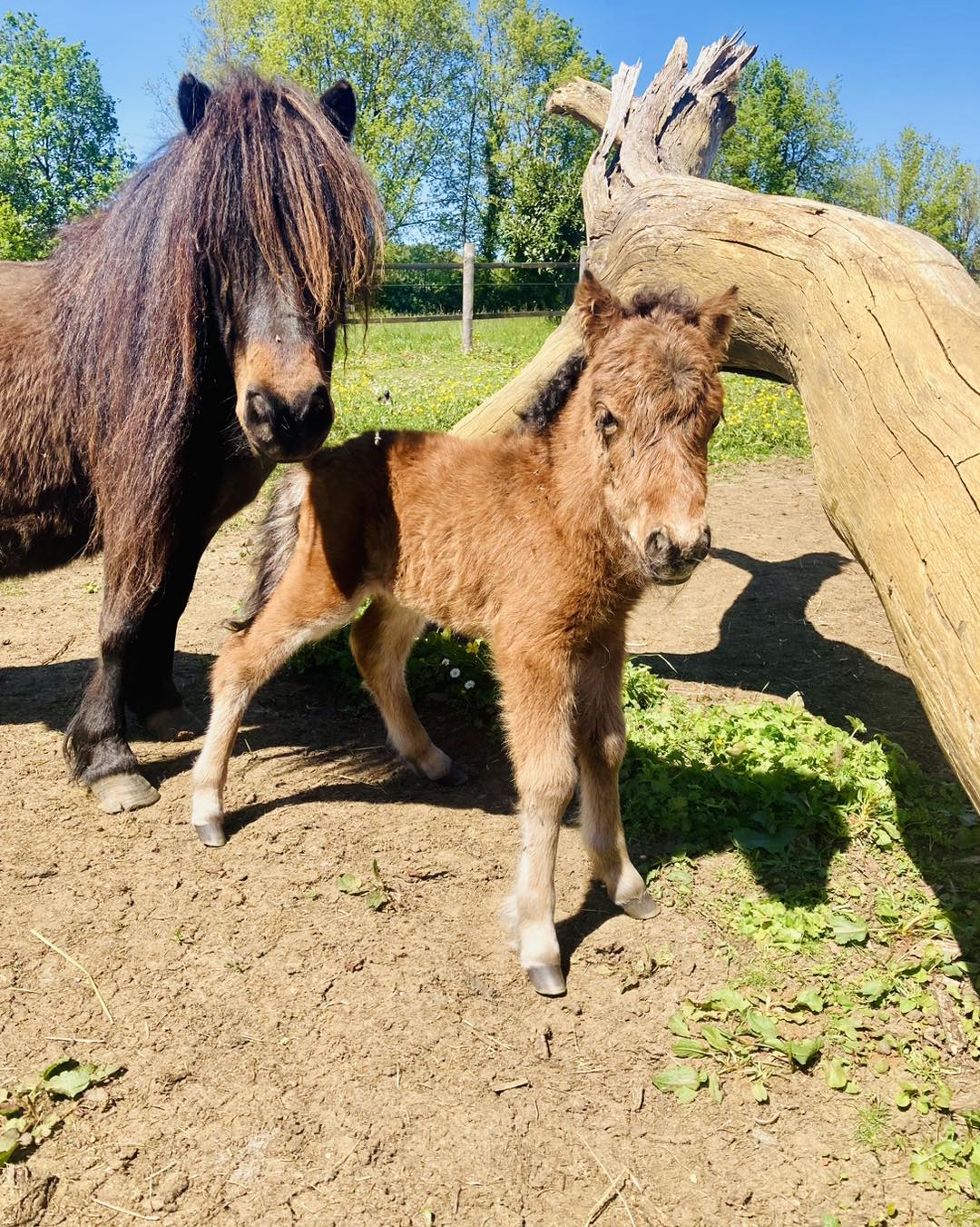 Parc du Touron, Campsegret - photo 7