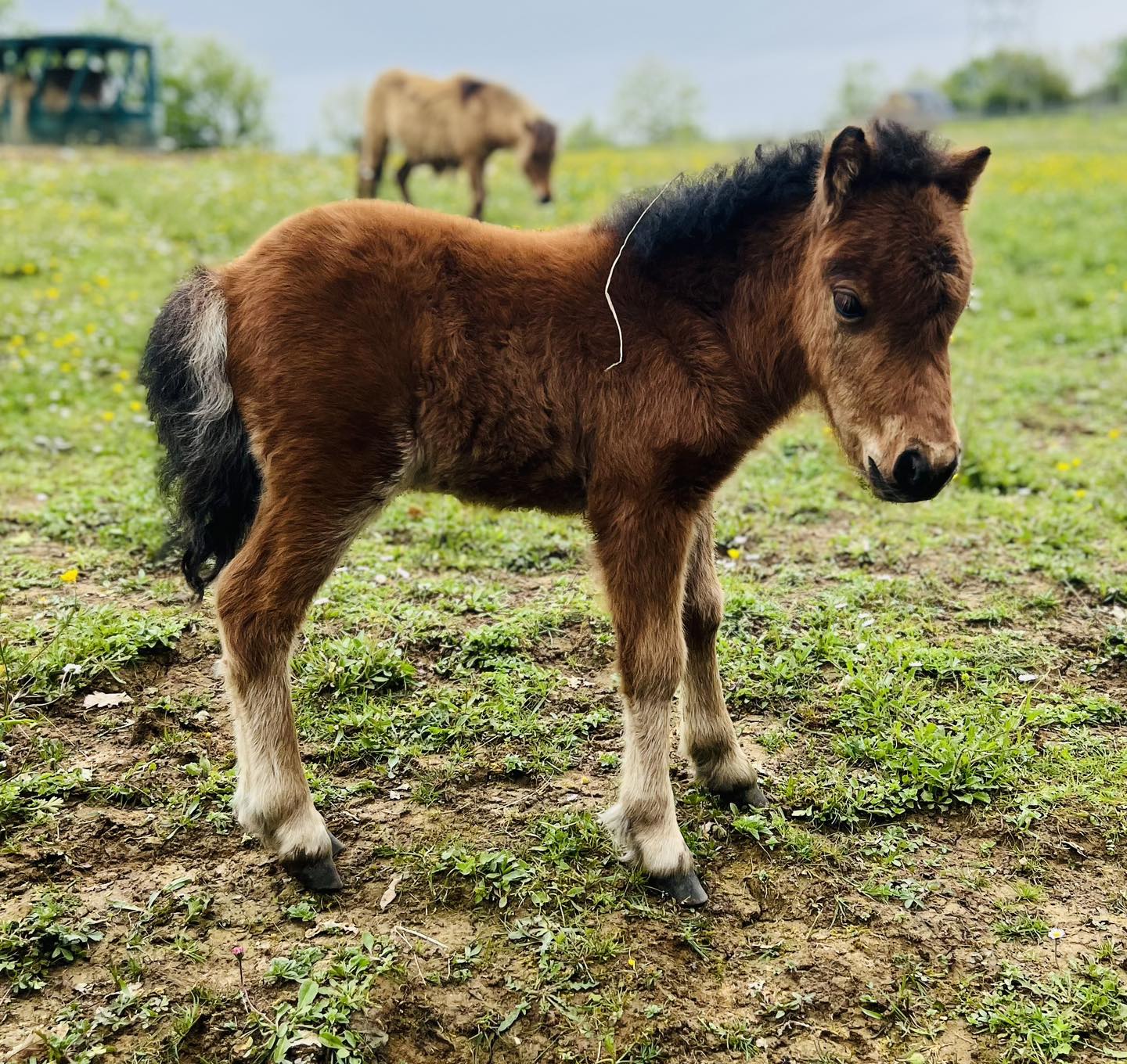 Parc du Touron, Campsegret - photo 8