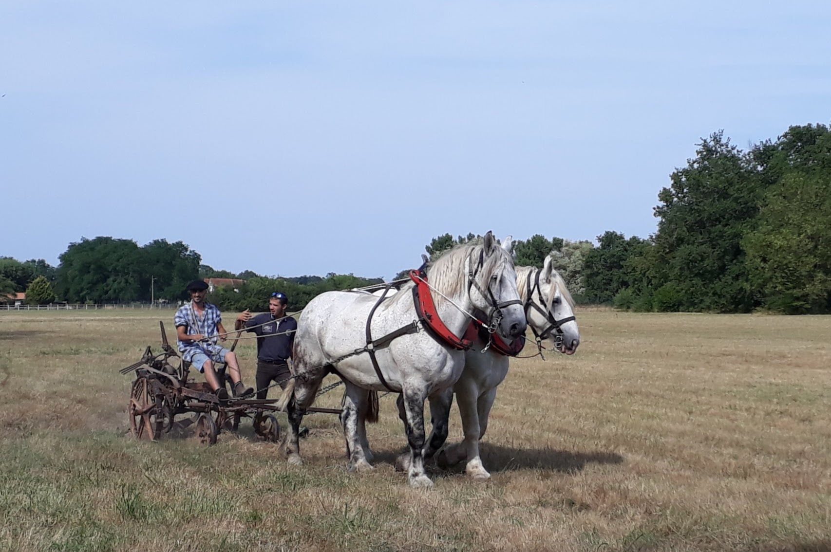 Fête du cheval de trait, Braud-et-Saint-Louis - photo 2