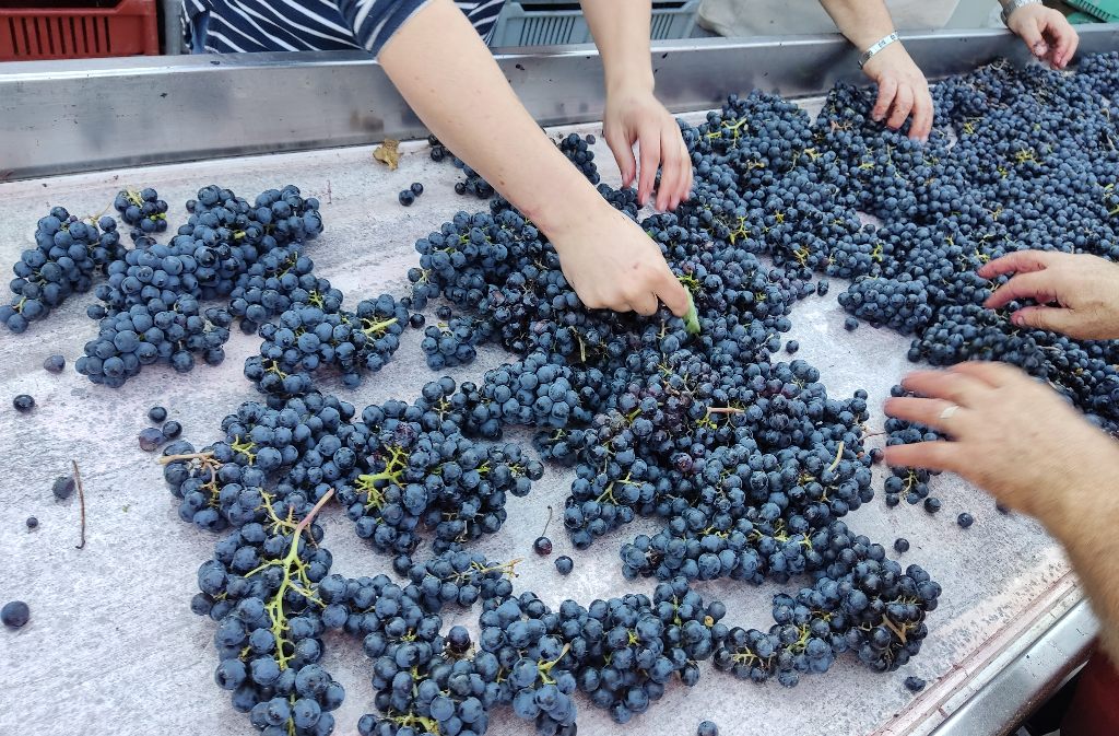 Domaine de Combet - photo 3