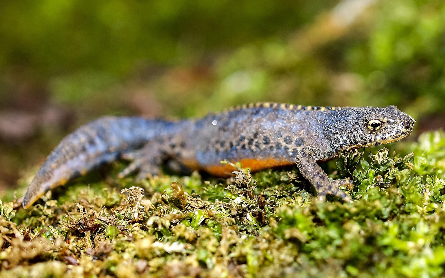 Sortie nature CPIE Pays Basque : "La double vie des amphibiens", Estérençuby - photo 4