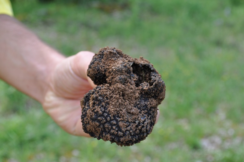 Truffière La Berlandie - photo 2