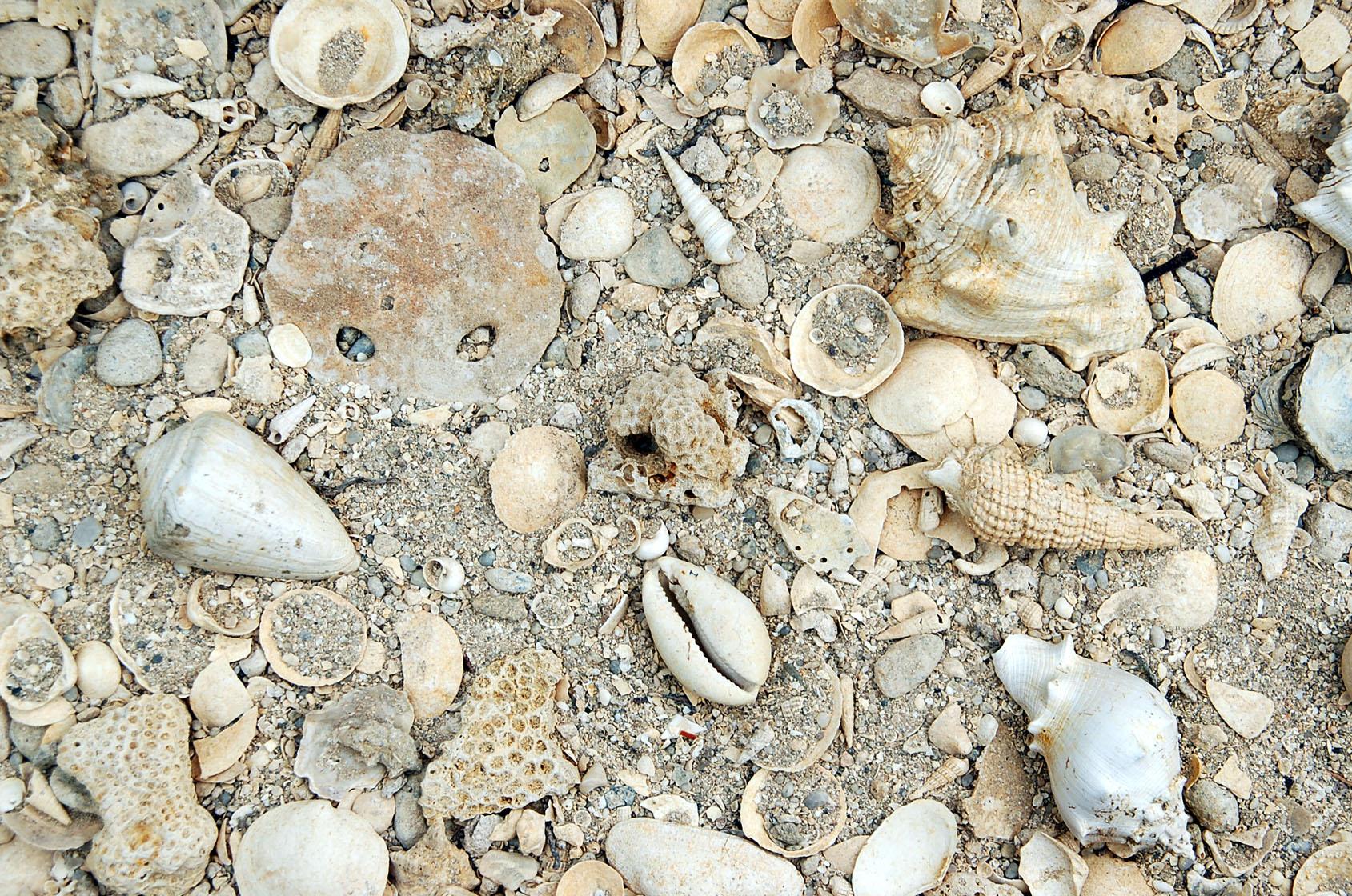 Réserve naturelle géologique de Saucats-La Brède, Saucats - photo 7