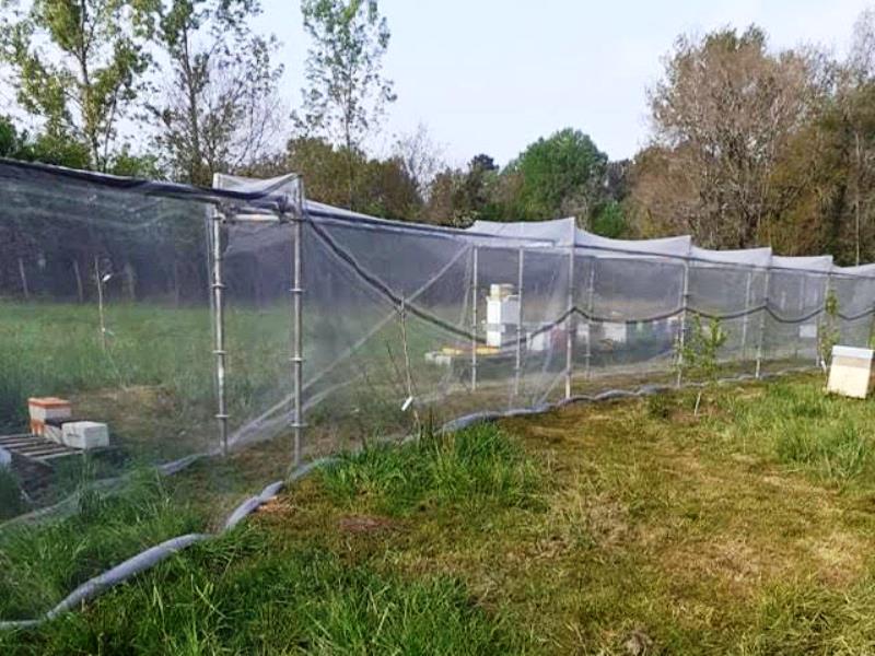 Ô Temps des abeilles, Marions