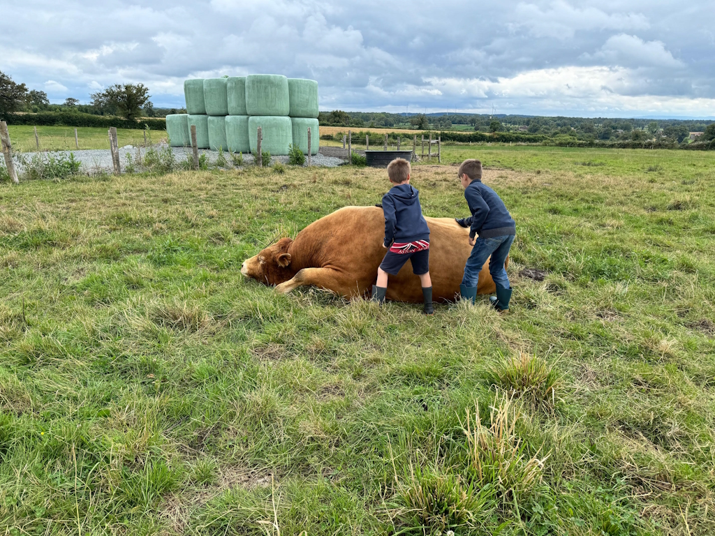 Visite de la ferme La Vallée des Vaches, Magnac-Laval
