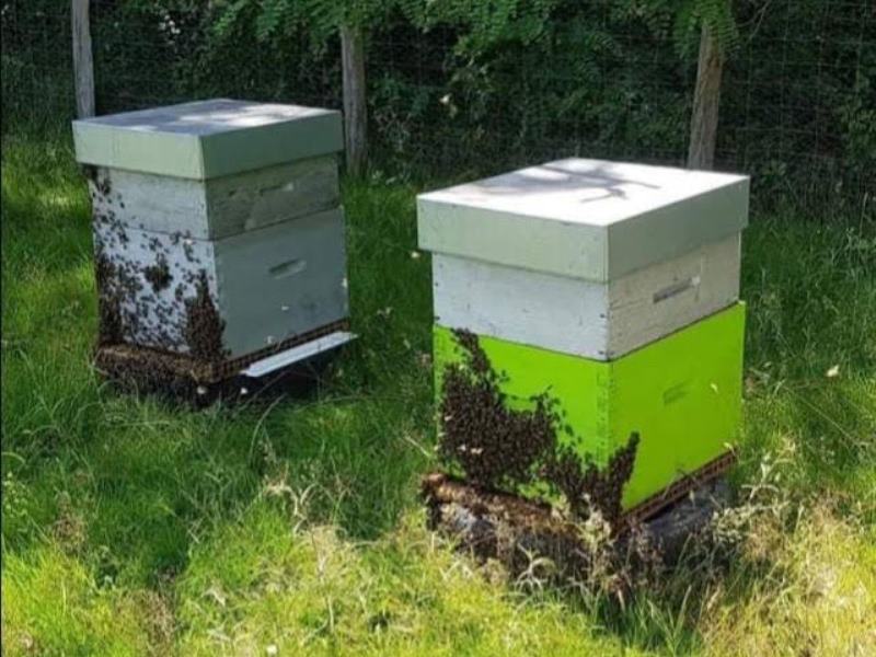 Ô Temps des abeilles, Marions - photo 3