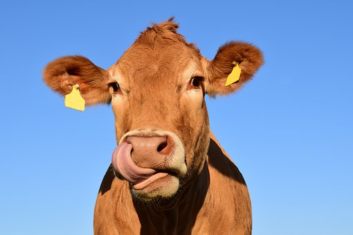 Comice Agricole de Cancon - 27ème Foire aux Vaches Grasses — visuel événement