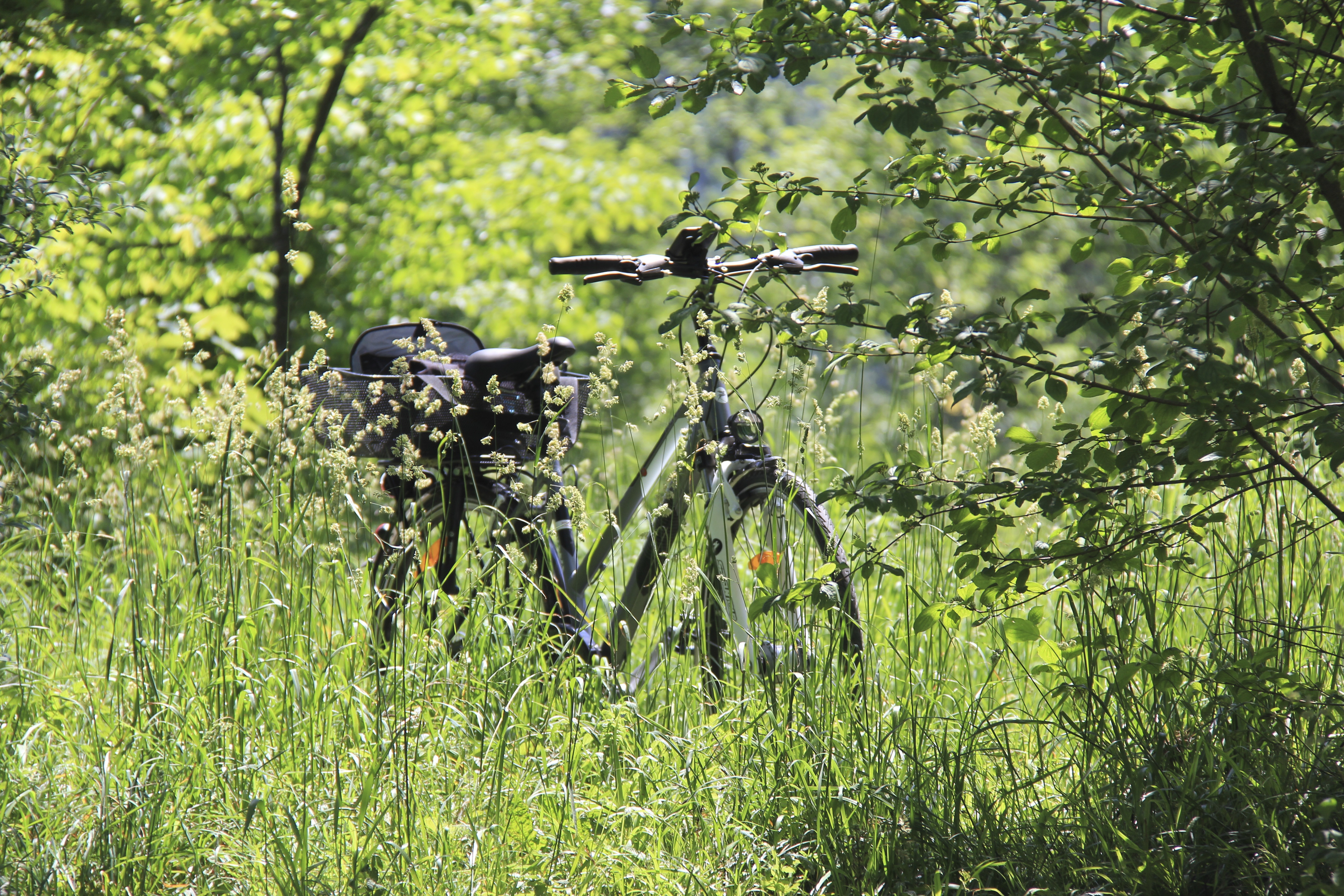 Speed Cycle, locations de vélos
