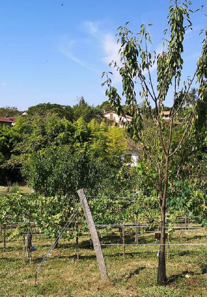 Verger conservatoire de Peyranet - photo 2