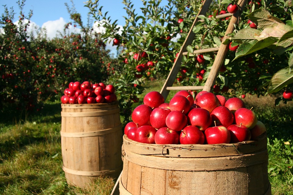Atelier de pressage de pommes