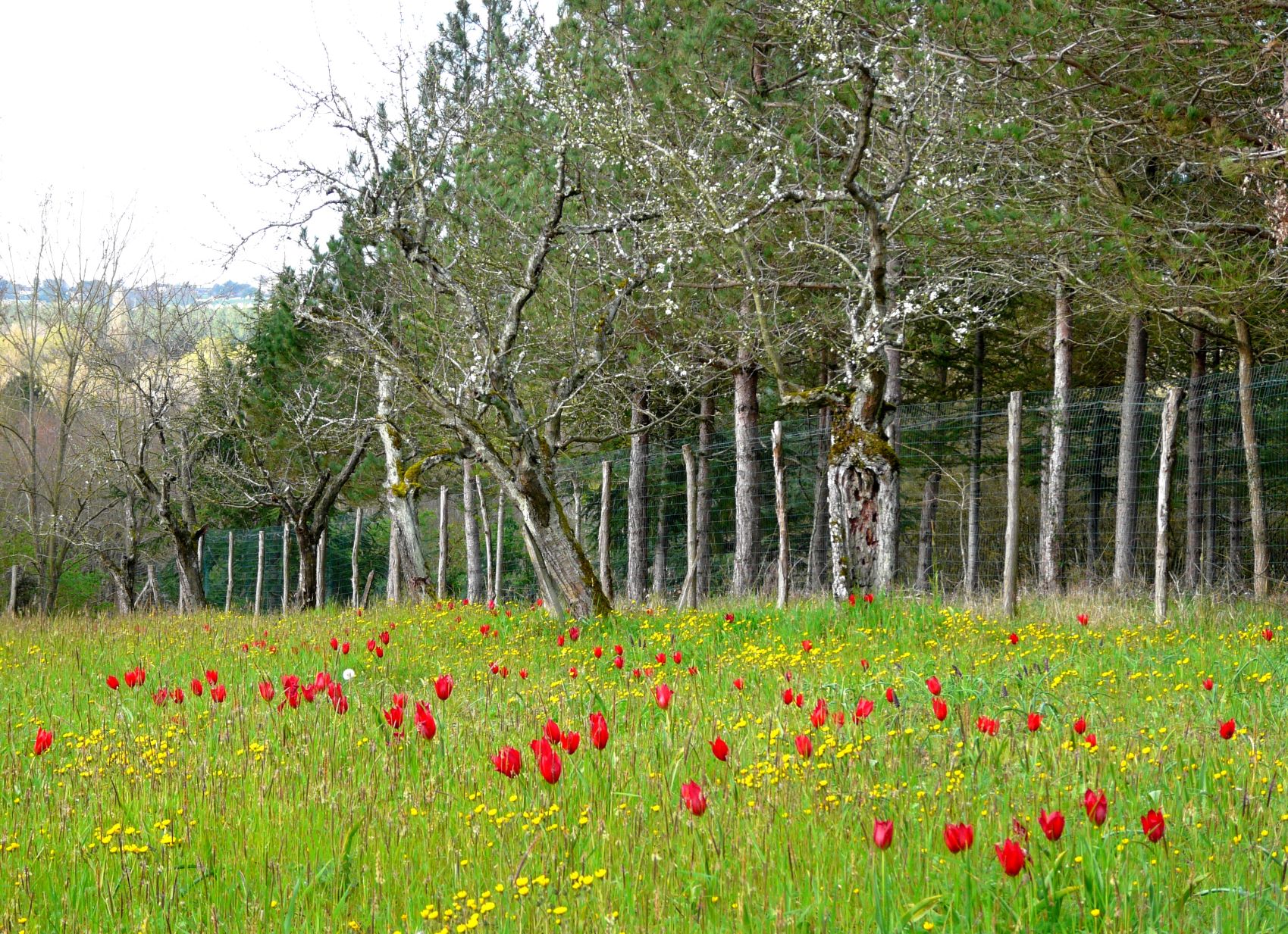 Le verger à tulipes de Villebramar, Villebramar - photo 2