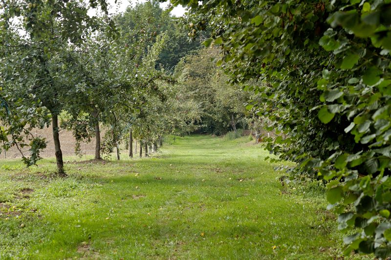 Autour des vergers à Firbeix