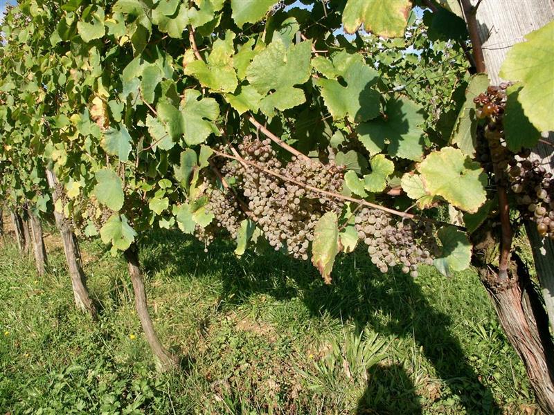 Domaine Vignau La Juscle