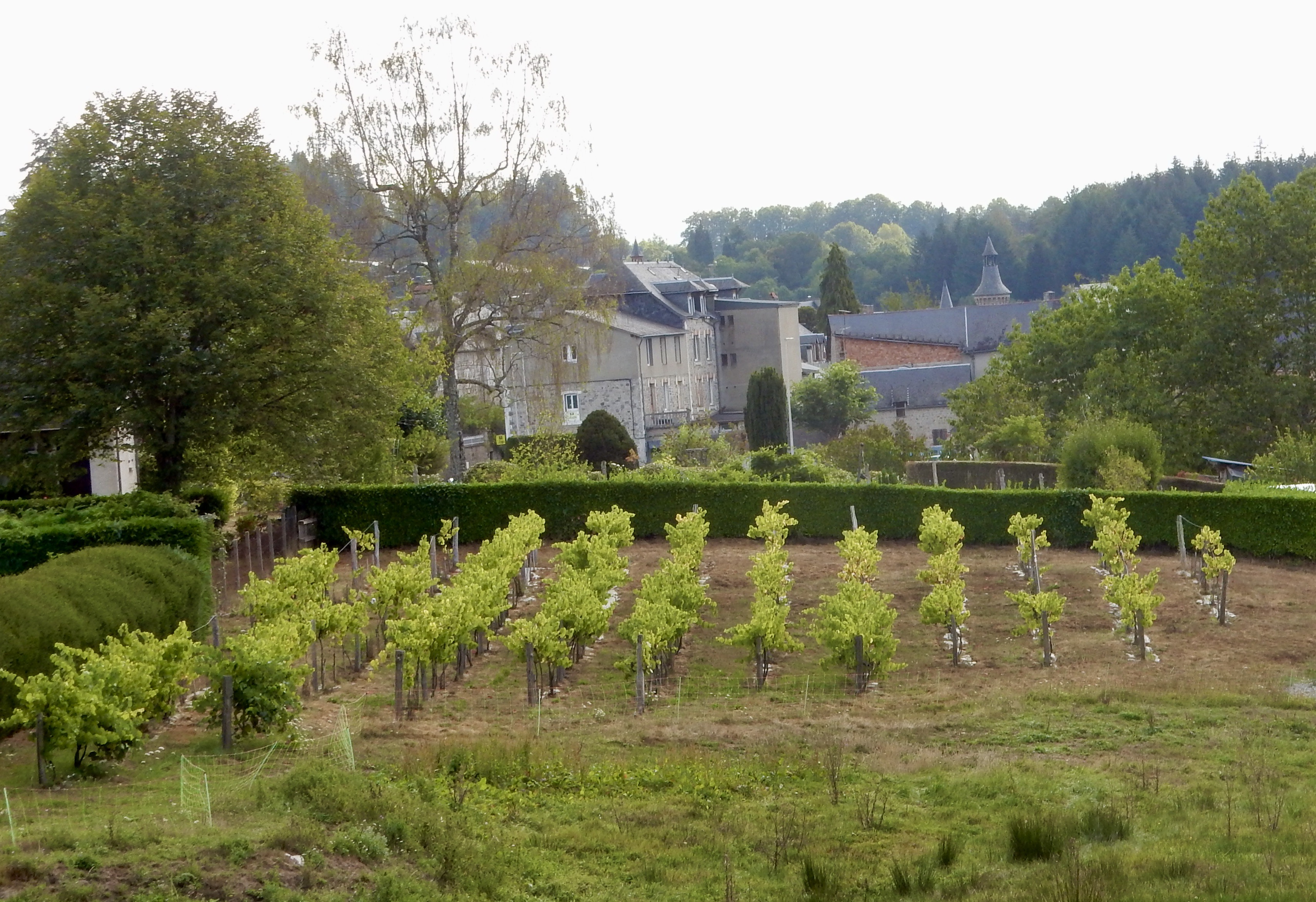 F. Vignoble des moines Larose — photo 3
